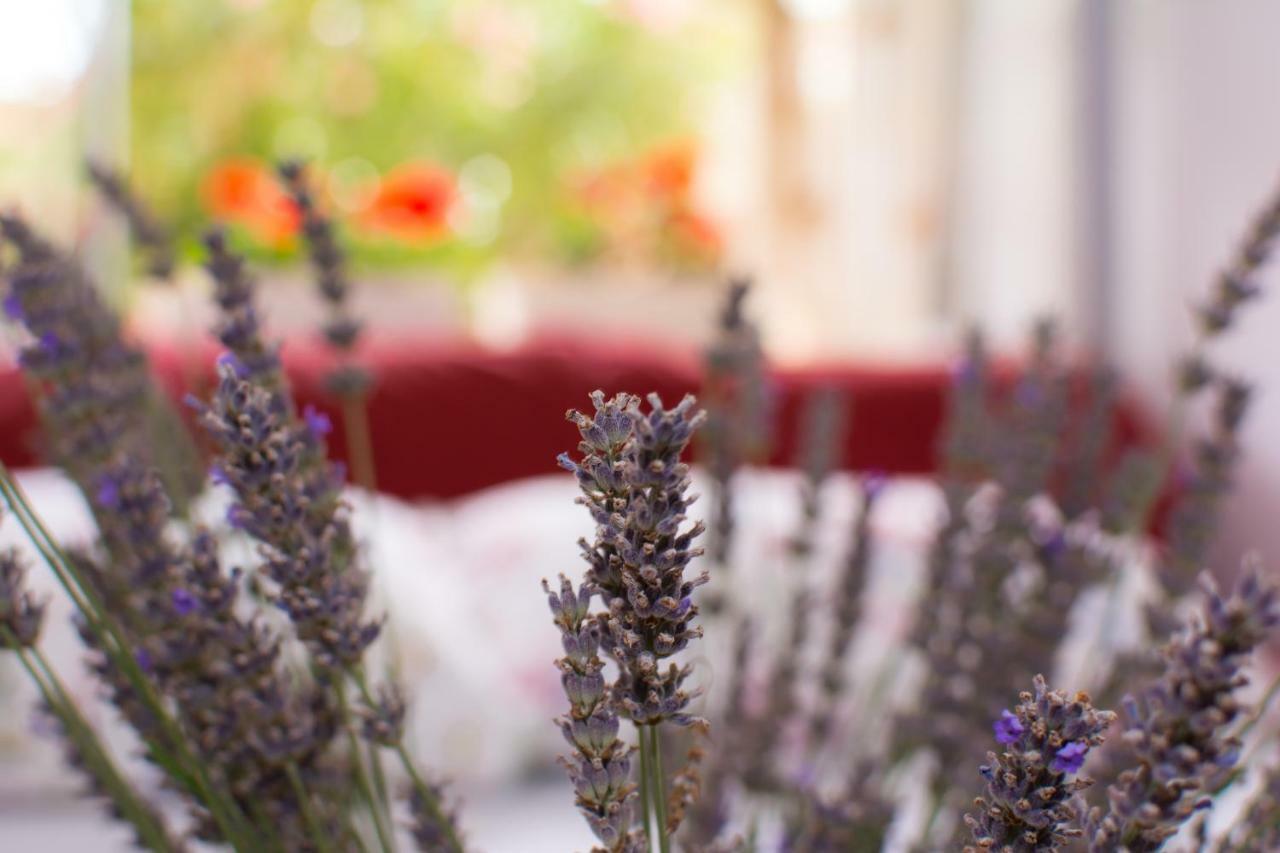 Apartment Vida - Amazing Place With Garden And Terrace 里耶卡 外观 照片